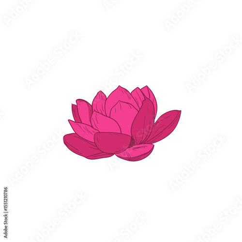Vibrant lotus blossoms bloom gracefully amidst clean serene white background