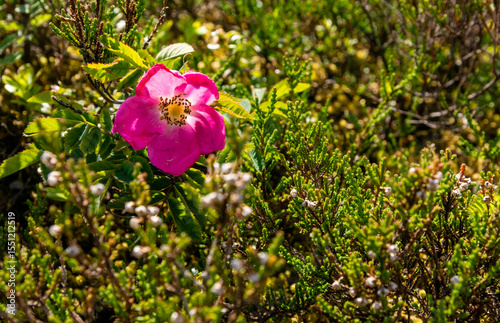 Beautiful rose flower with pink petals in nature.