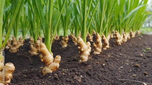 Fresh Ginger Root Growing in Rich Soil