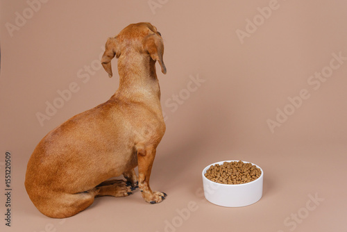 Photography Dog facing away from food bowl on beige backdrop concept for refusal to eat or e