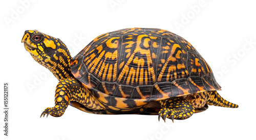 Eastern box turtle with vibrant shell pattern isolated on transparent background. photo