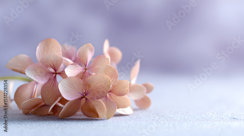 Delicate pink hydrangea blooms nestling on textured surface, soft purple background enhancing floral elegance and gentle botanical serenity
