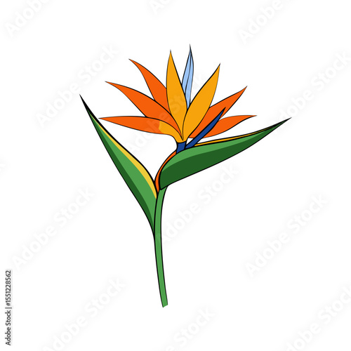 bird of paradise flower  full concept on white bac.svg