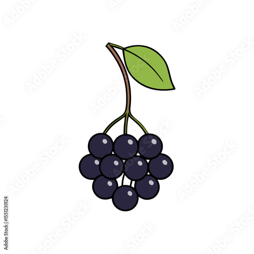 elderberry fruit on white background   .svg