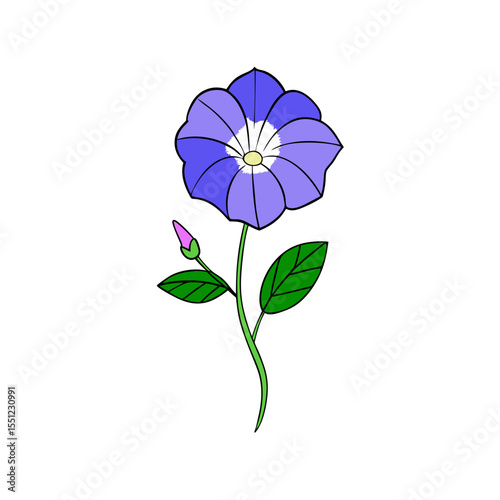 morning glory flower  full concept on white backgr.svg