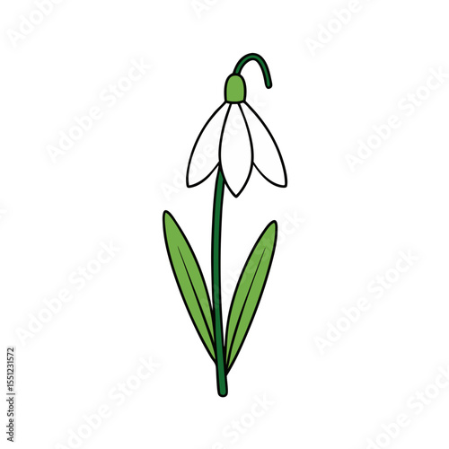 snowdrop flower  full concept on white background .svg