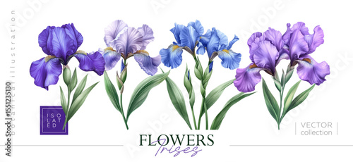 Stunning and Beautiful Iris Flowers Displaying a Variety of Shades in Blue and Purple. Vectorized hand drawn gouache illustrations.
