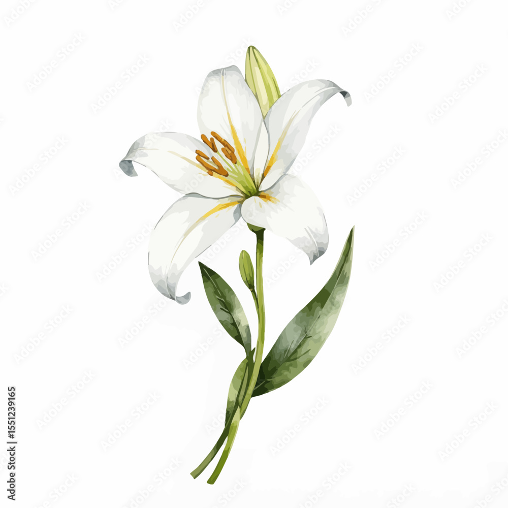 Fototapeta premium White lily flower with green leaves on a white background 
