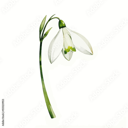 Snowdrop flower with green stem on white background  