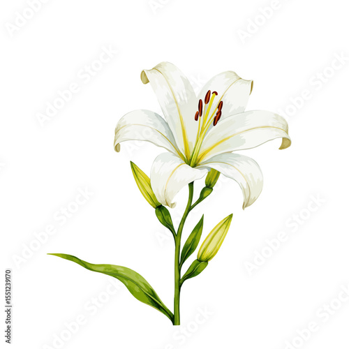 White lily flower with green leaves and buds on a white background  
