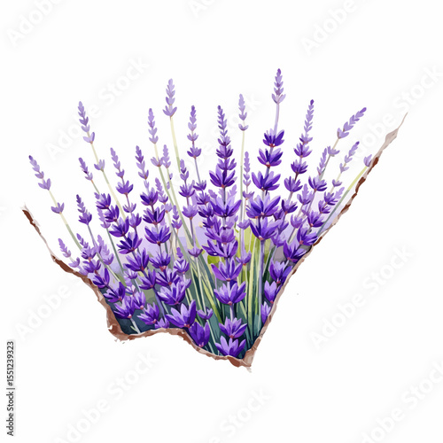 Lavender flowers in vibrant purple color with natural green foliage  