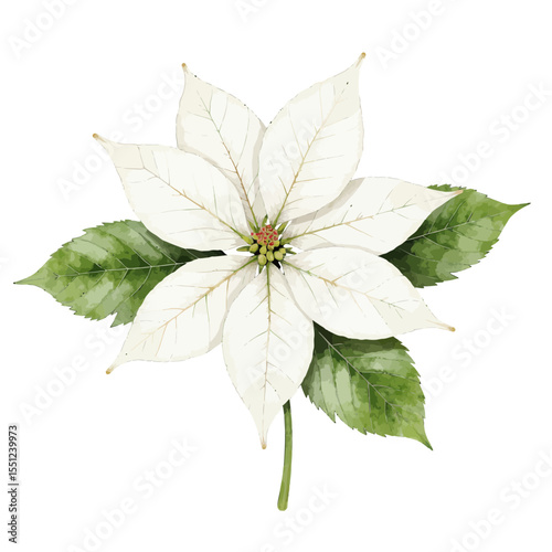 White poinsettia flower with green leaves in watercolor style  