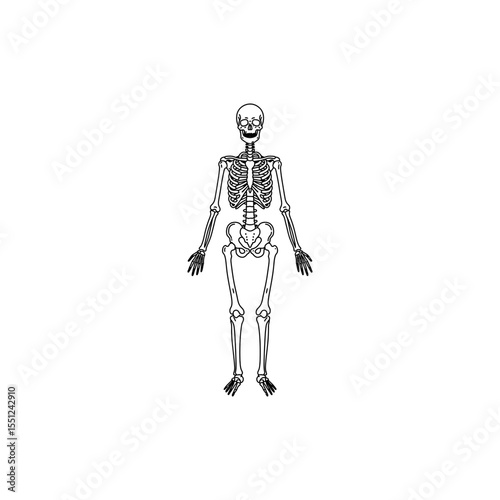 Black line icon of full human skeleton front view with skull spine and limbs