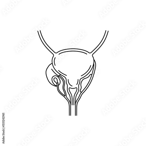 Black line icon of prostate gland positioned under bladder around urethra