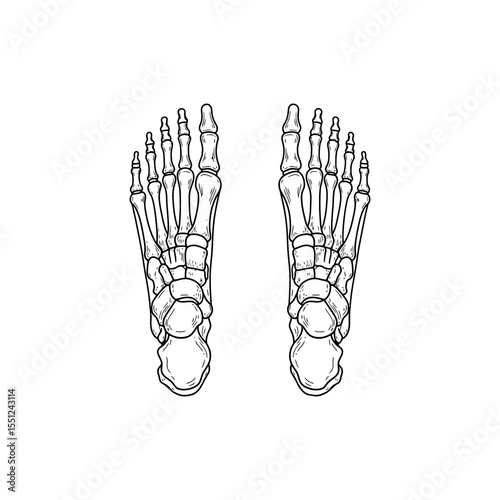 Outlined black line icon of foot bones from top view showing tarsals and metatarsals