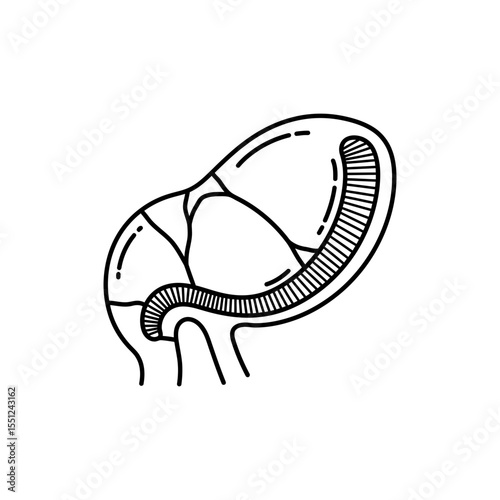 Black thin line icon of curved spleen with segmented internal lines