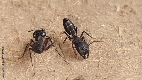 Black ant foraging on ground, Nature blurred background, insect colony, nature photography.