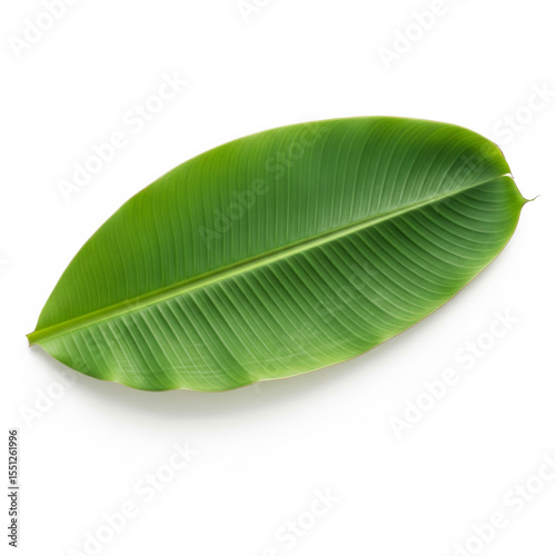 Single Fresh Banana Leaf Isolated on White Background