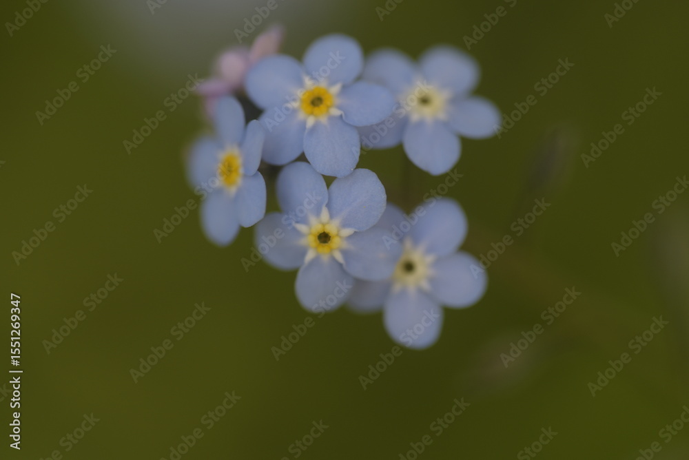 Obraz premium Myosotis bleux