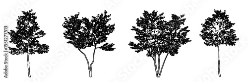 Set or collection of European Beech trees as black line drawing silhouette on white background. Concept or conceptual vector for nature, planet, ecology conservation, strength, endurance and  beauty