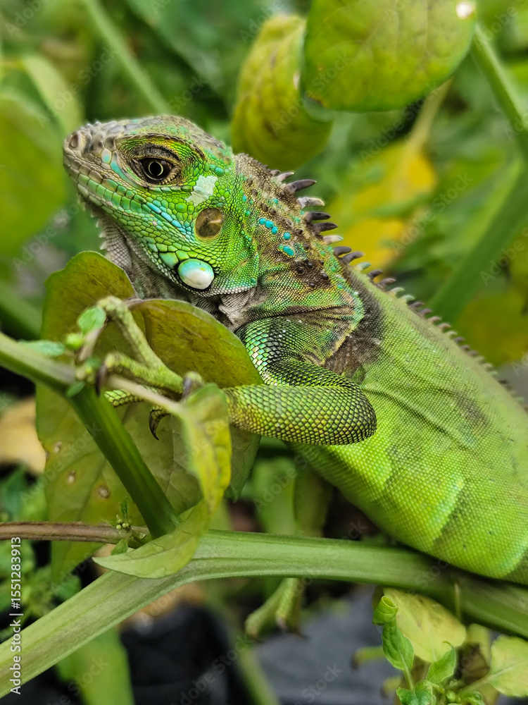 A light green iguana with colorful scales and sharp details poses among natural green foliage, highlighting the beauty of the exotic reptile. A light green iguana with colorful scales and sharp details poses among natural green foliage, highlighting the beauty of the exotic reptile.