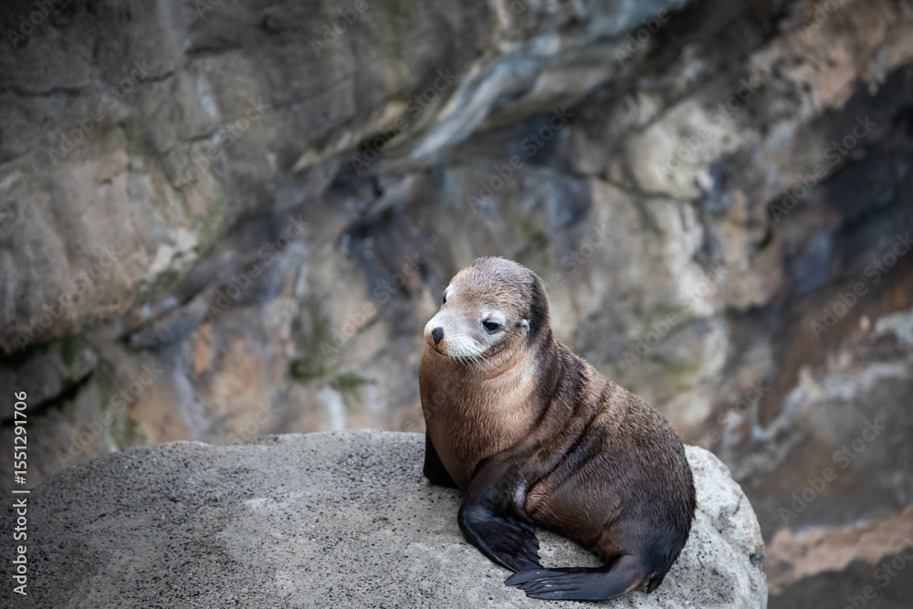 Fototapeta premium sea lions seals wharf ocean brown fur