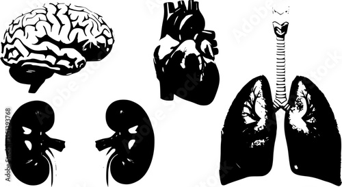 realistic human internal organs, includes brain, heart, kidney, and lungs. PNG, cutout, or clipping path.
