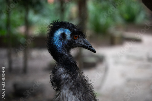 Close up portrait emu bird face outdoor farm eyes beak native australia