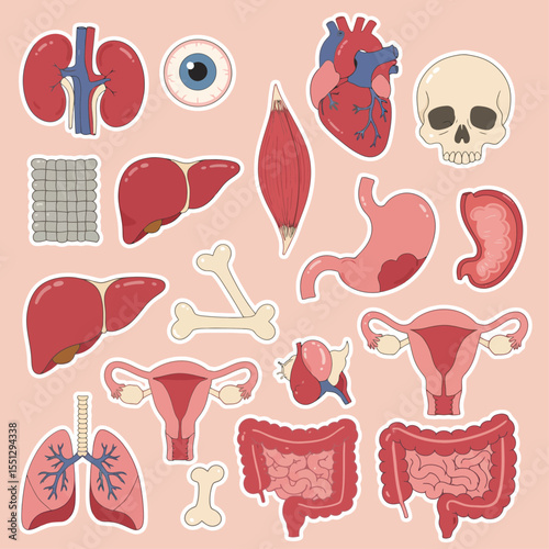 human internal organs