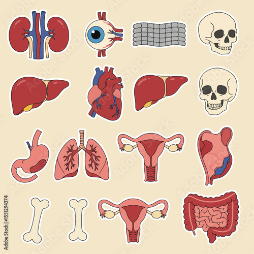 human internal organs