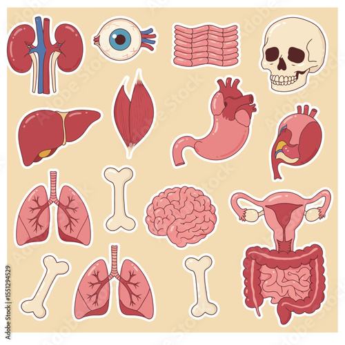 human internal organs