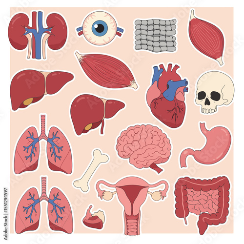 human internal organs