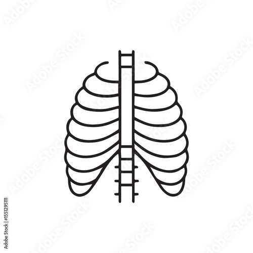 Detailed anatomical human ribcage illustration with skeletal structure