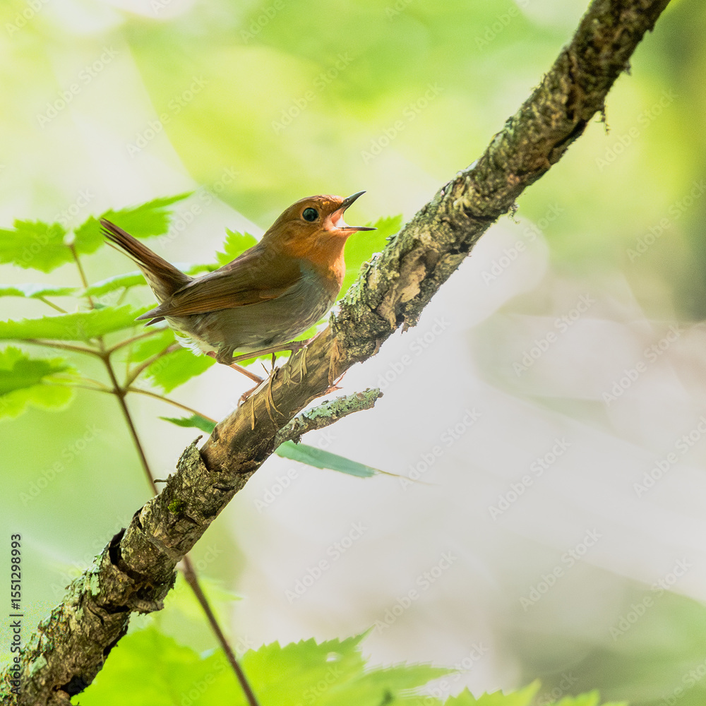 Fototapeta premium 囀るコマドリ