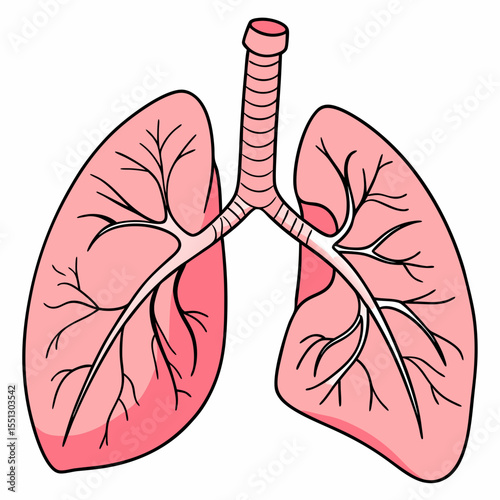 Detailed anatomical illustration showcasing the human respiratory system lungs