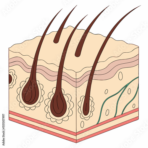 Illustration depicting a section of skin with hair follicles in a structured style