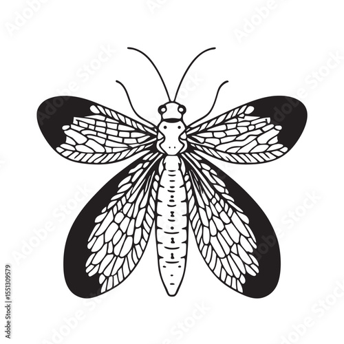 line art of green lacewing  insects on the white background
