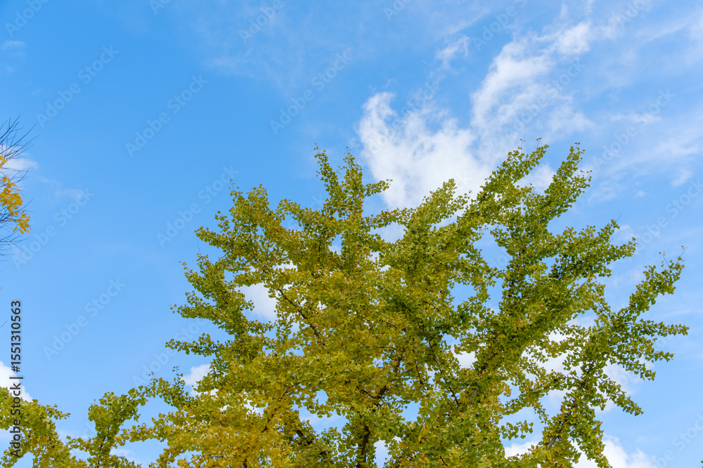 Obraz premium 秋空に映えるイチョウの黄葉