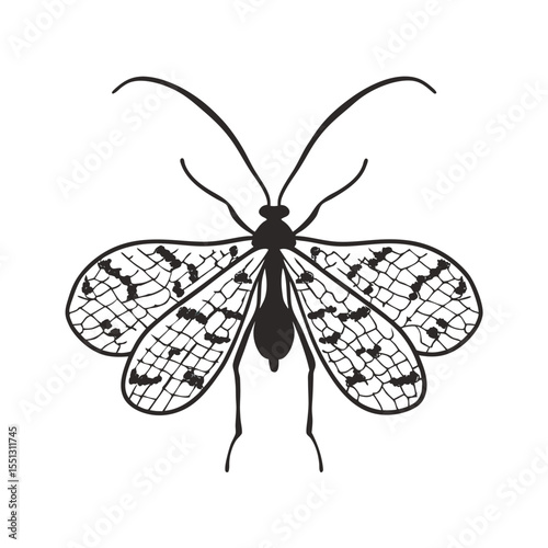  line art of lace bug with net like wings  insects on the white background