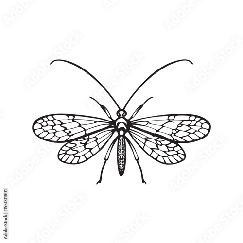  line art of lace bug with net like wings  insects on the white background
