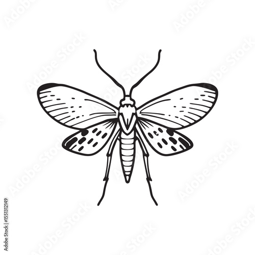  line art of lanternfly insects on the white background