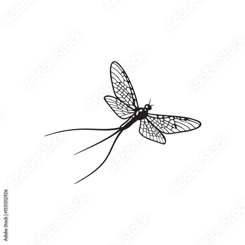 line art of mayfly with long tail filaments  insects on the white background