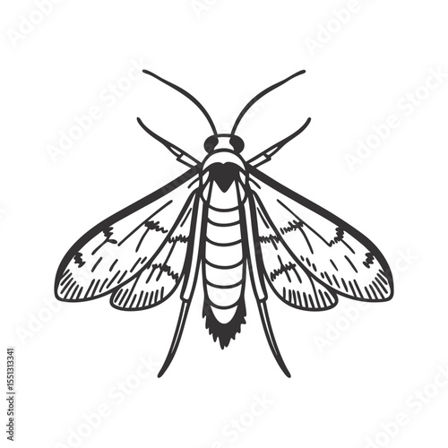   line art of midge in side profile insects on the white background