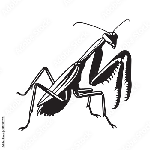  line art of praying mantis in attack position insects on the white background