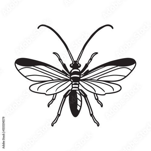  line art of rare insect from jungle insects on the white background