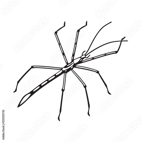  line art of stick insect on the white background