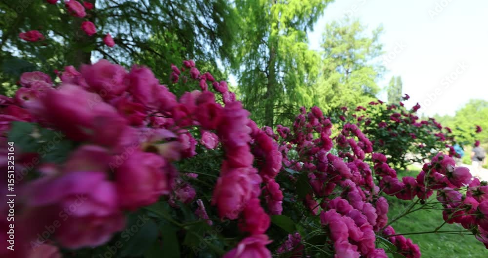 Flower beds in the park, a variety of flowers, Mainau Island Flower beds in the park, a variety of flowers, Mainau Island