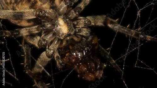 Bright macro 8K footage, a large orb spider crawls upside down through its sticky web at night, weaving intricate strands and feeding on its prey, as the spooky, illuminated web sways gently.