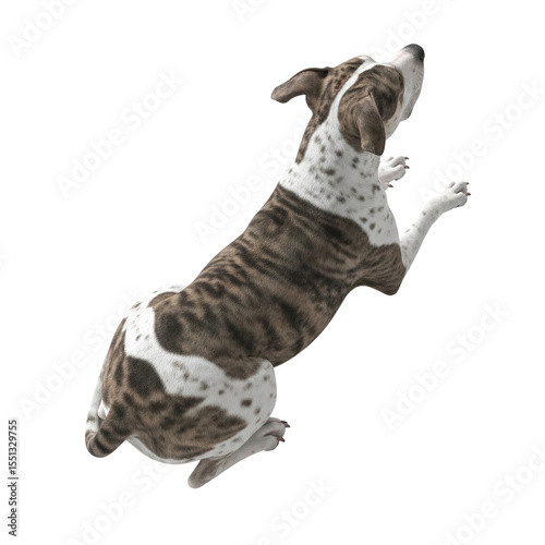 Brown and white dog lying down viewed from above