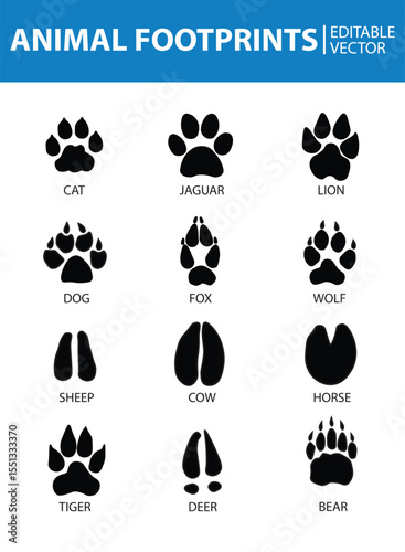 a collection of various kinds of animal footprints